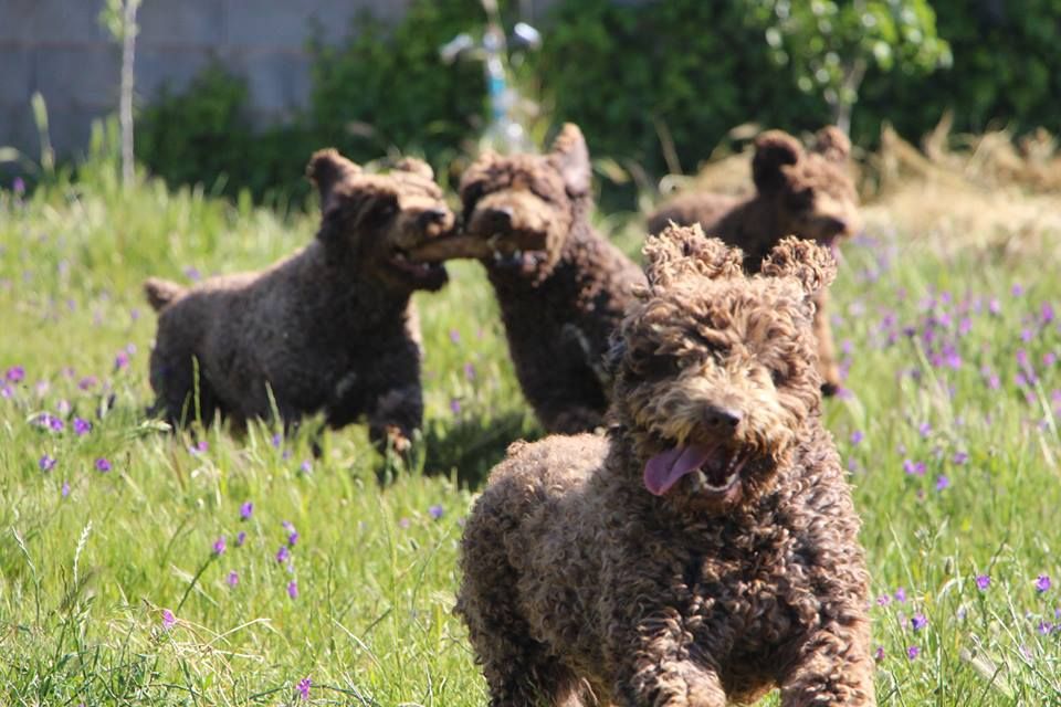 Criadero Perro de Agua Español De Miróbriga