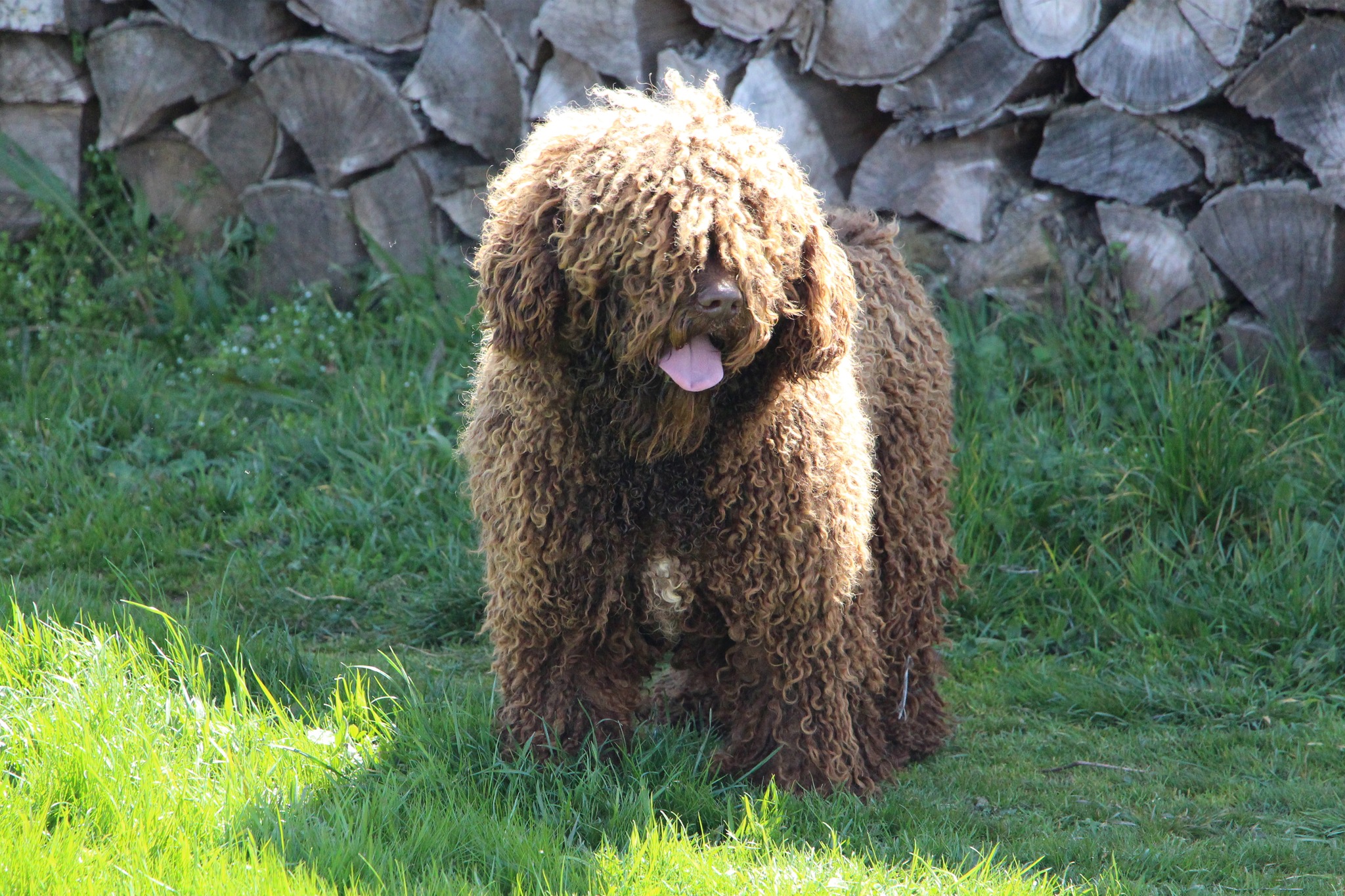De Miróbriga Brolly, Perro de Agua Español.