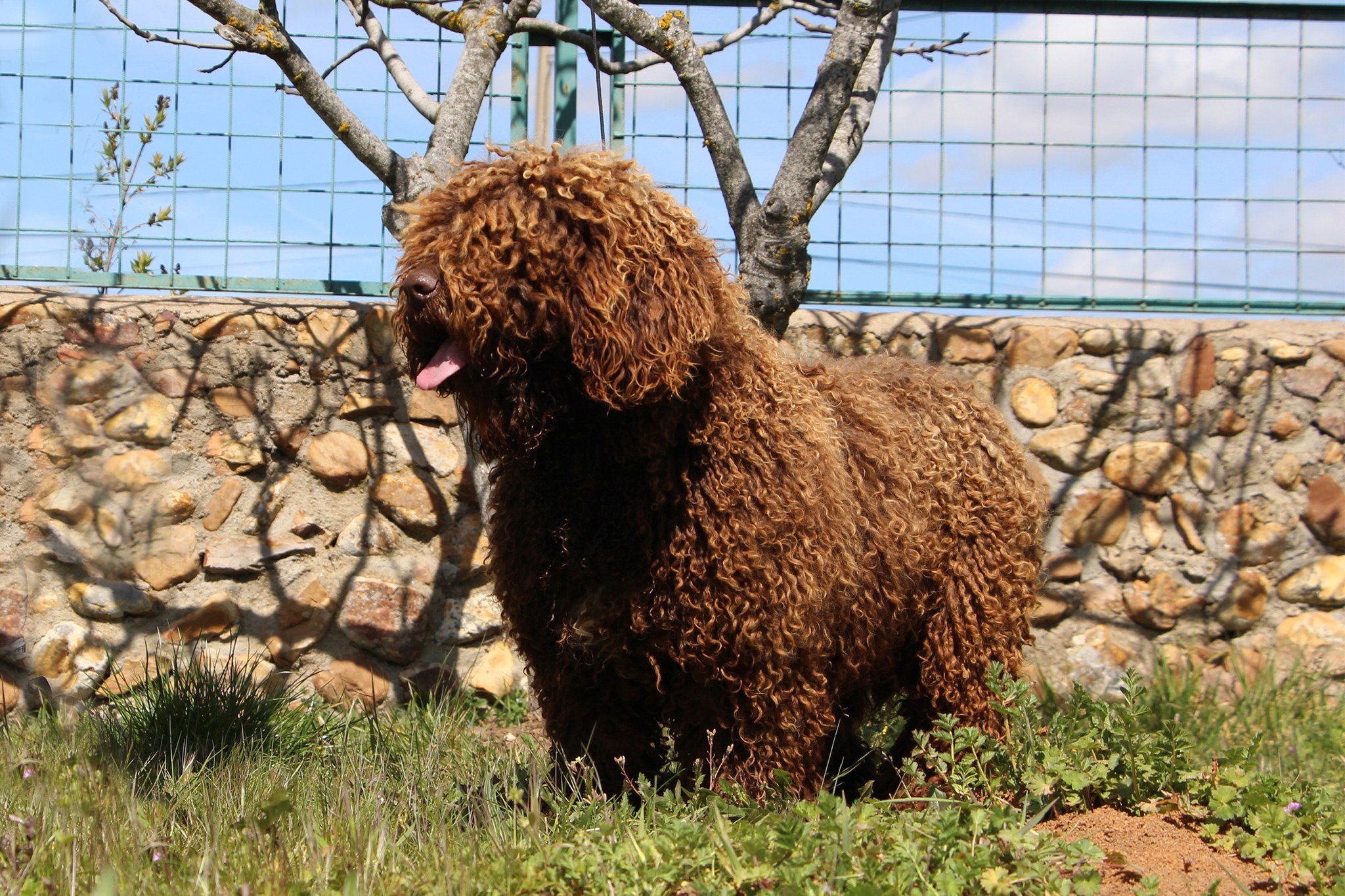 De Miróbriga Brolly, Perro de Agua Español.