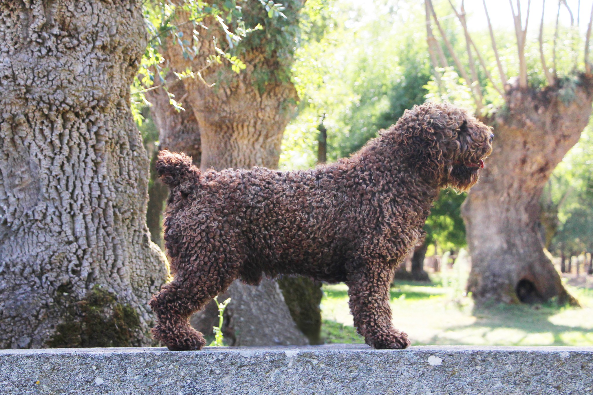 De Miróbriga Brolly, Perro de Agua Español.
