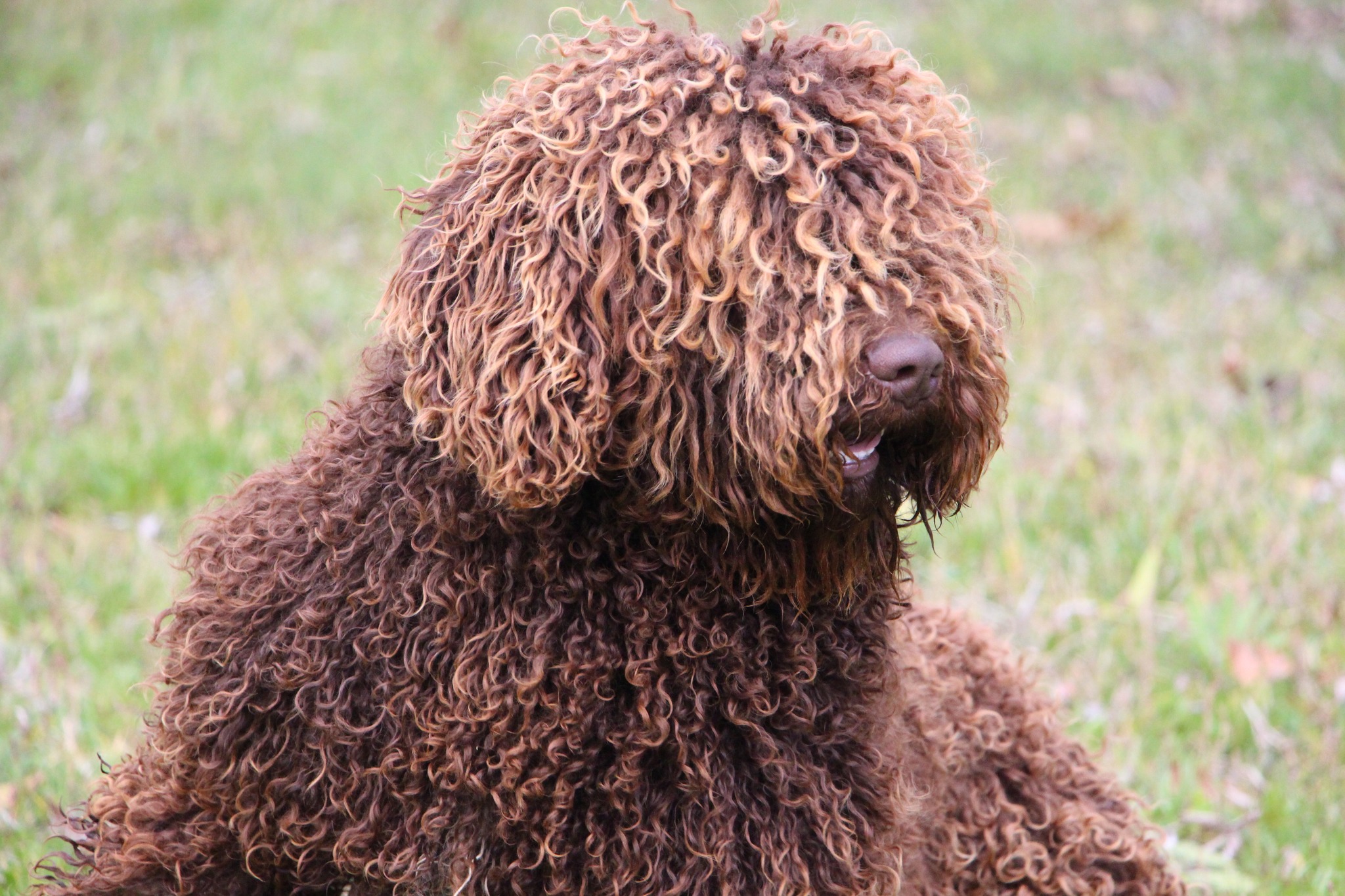 De Miróbriga Brolly, Perro de Agua Español.