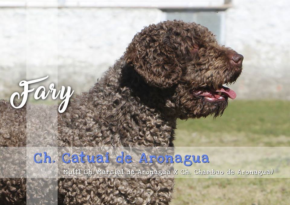 Perro de Agua Español Campeón de Belleza