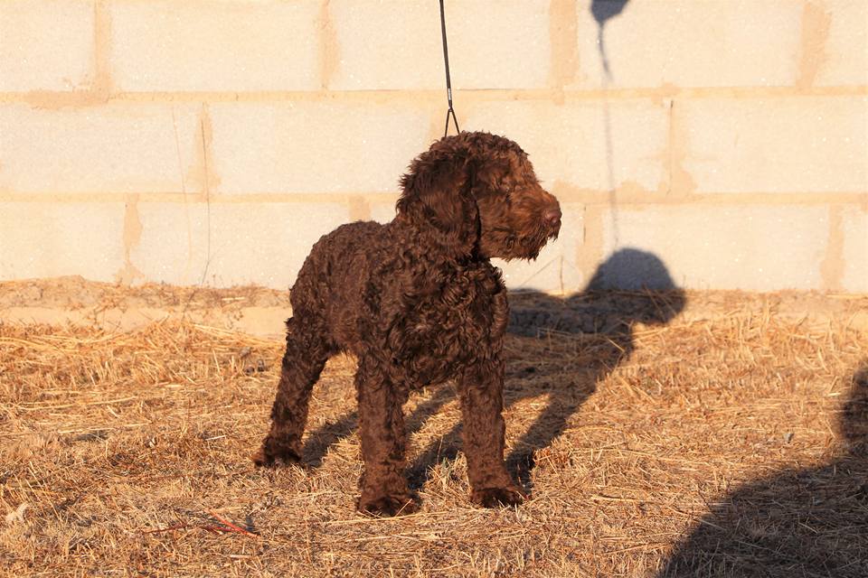 De Miróbriga Banshee - Perro de Agua Español