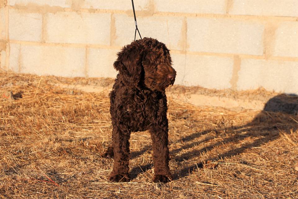 De Miróbriga Banshee - Perro de Agua Español