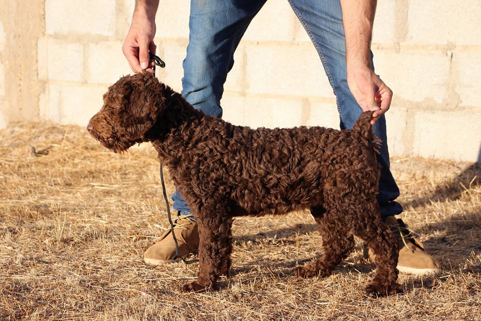 De Miróbriga Banshee - Perro de Agua Español