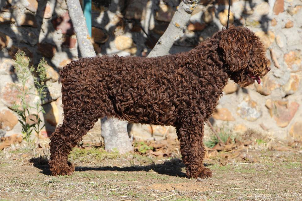 De Miróbriga Banshee - Perro de Agua Español
