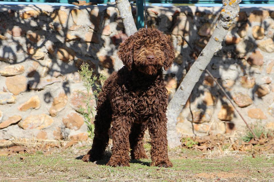 De Miróbriga Banshee - Perro de Agua Español