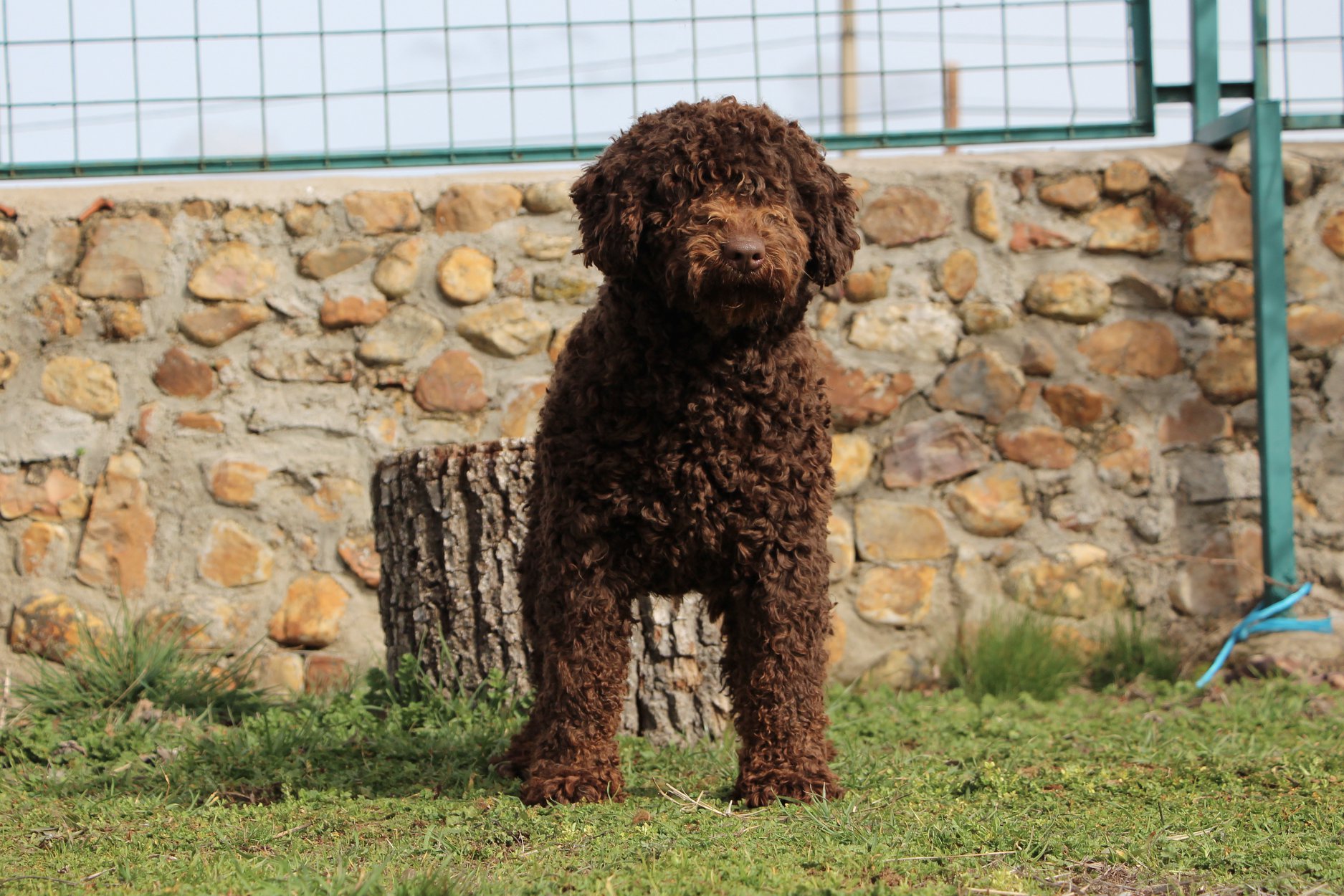 De Miróbriga Banshee - Perro de Agua Español