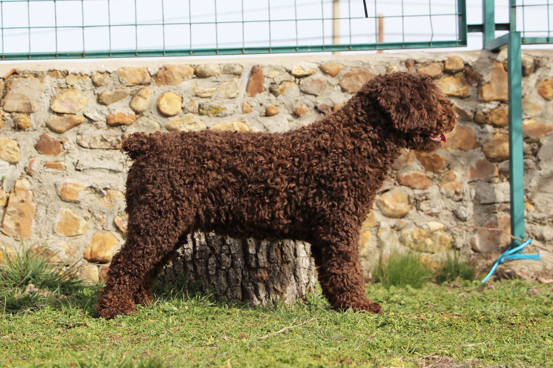 De Miróbriga Banshee - Perro de Agua Español