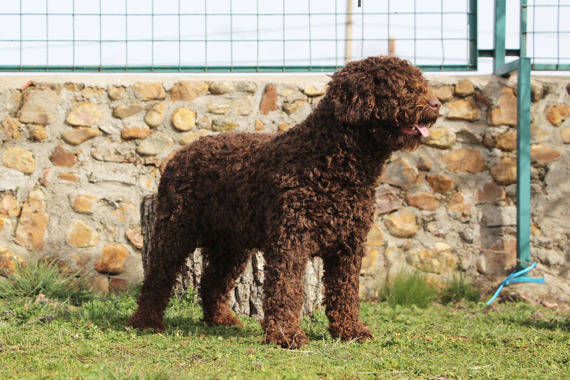De Miróbriga Banshee - Perro de Agua Español