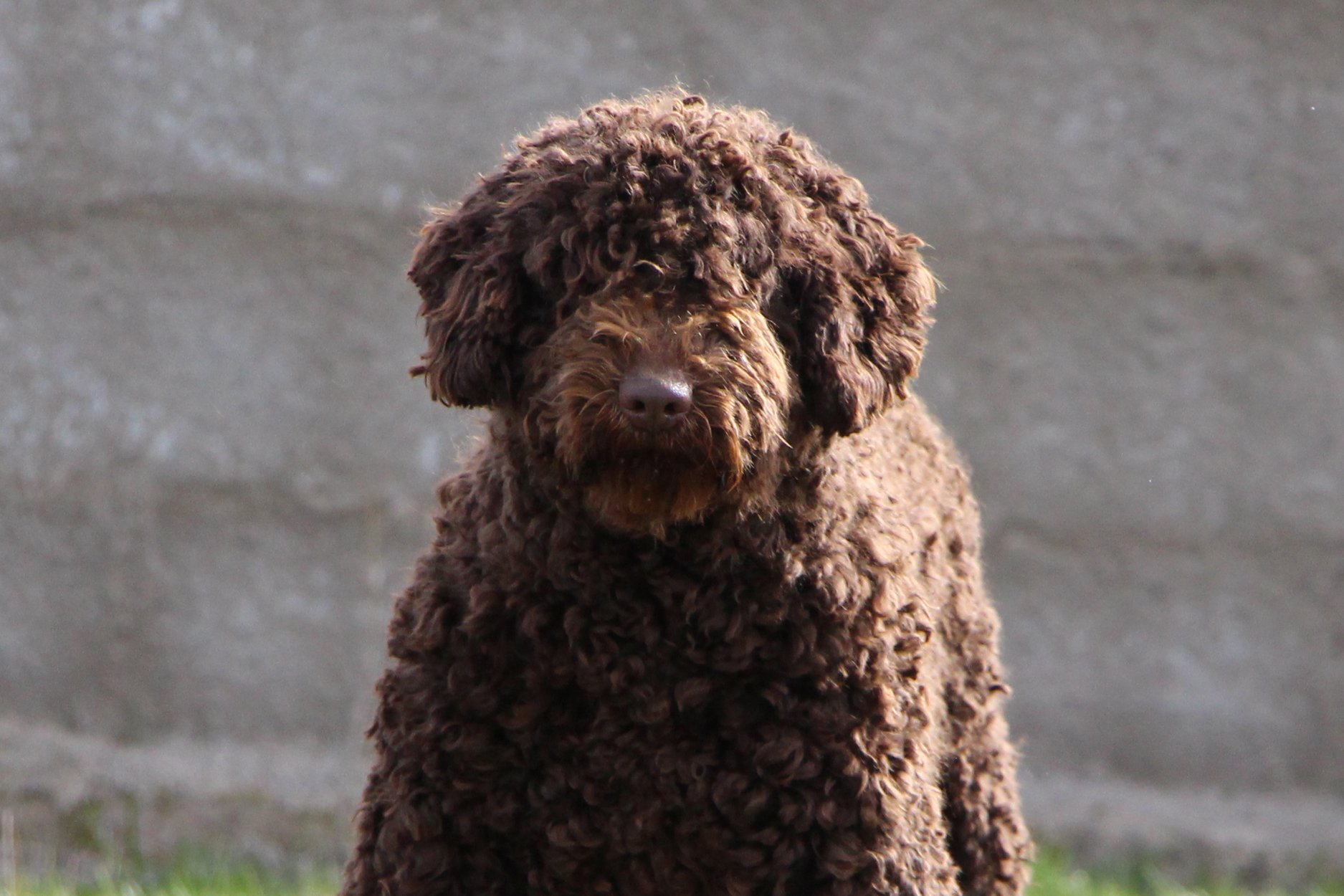 De Miróbriga Banshee - Perro de Agua Español