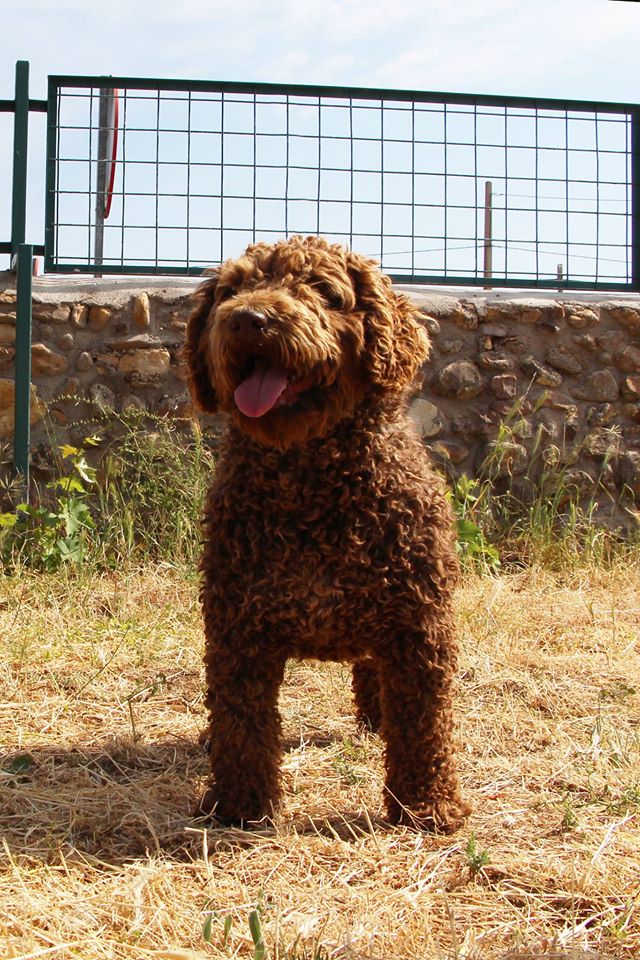 Bonifacia de Miróbriga