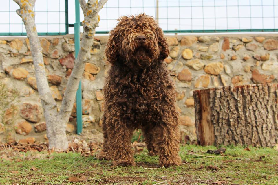 Bimba2017