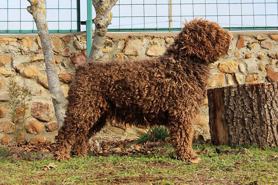 Bimba20171 1