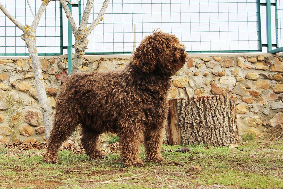 Bimba20171 2