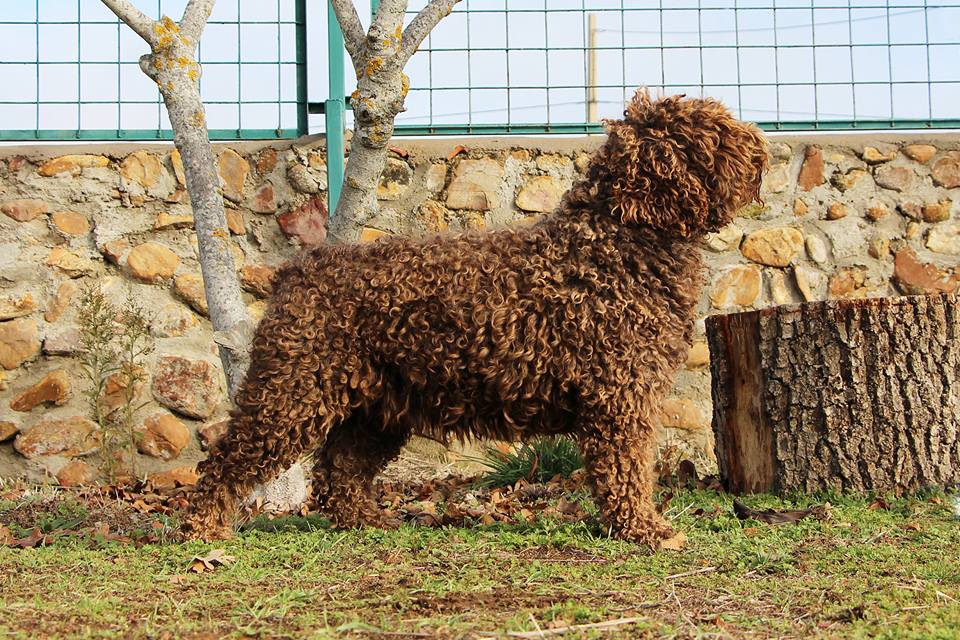 Bimba20171 4