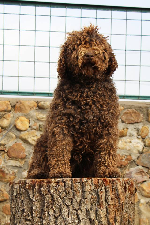 Bimba20171 5