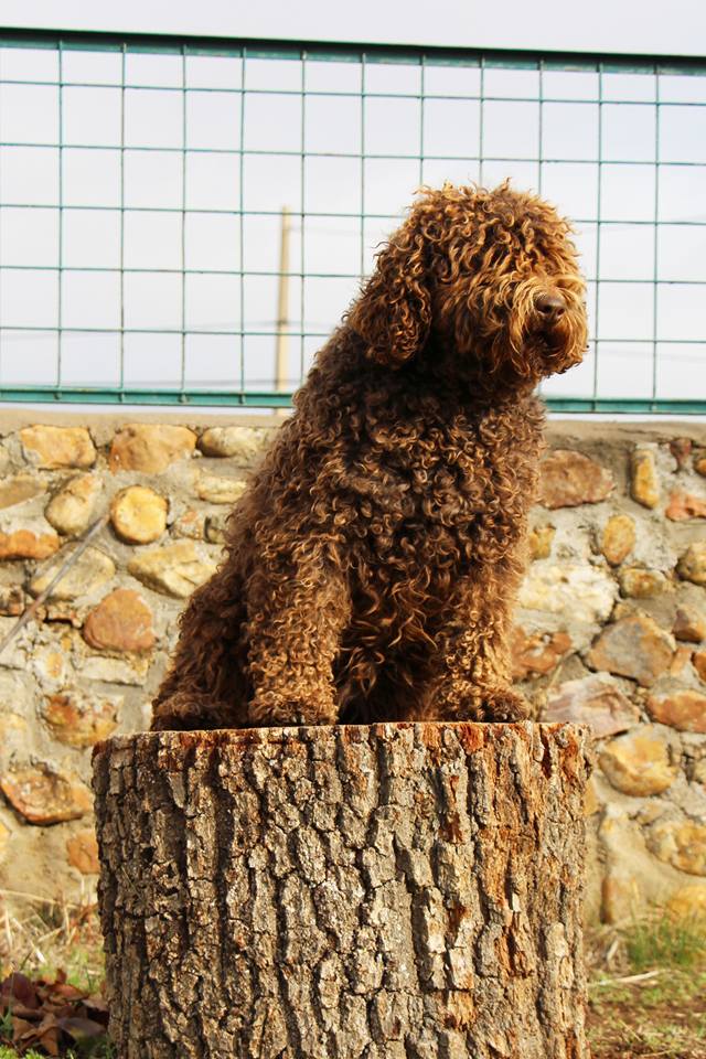 Bimba20171 6