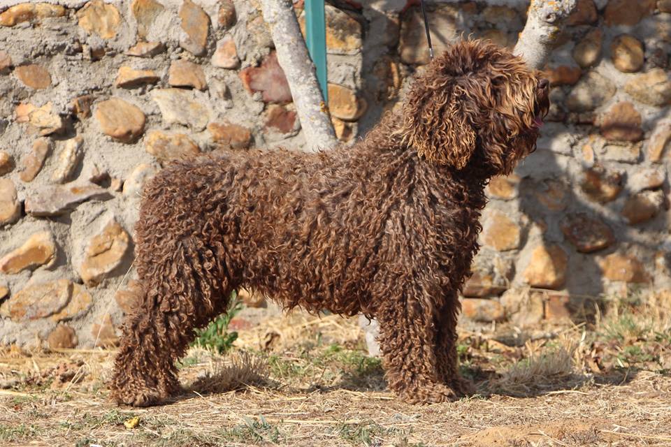 Bimba20171 7