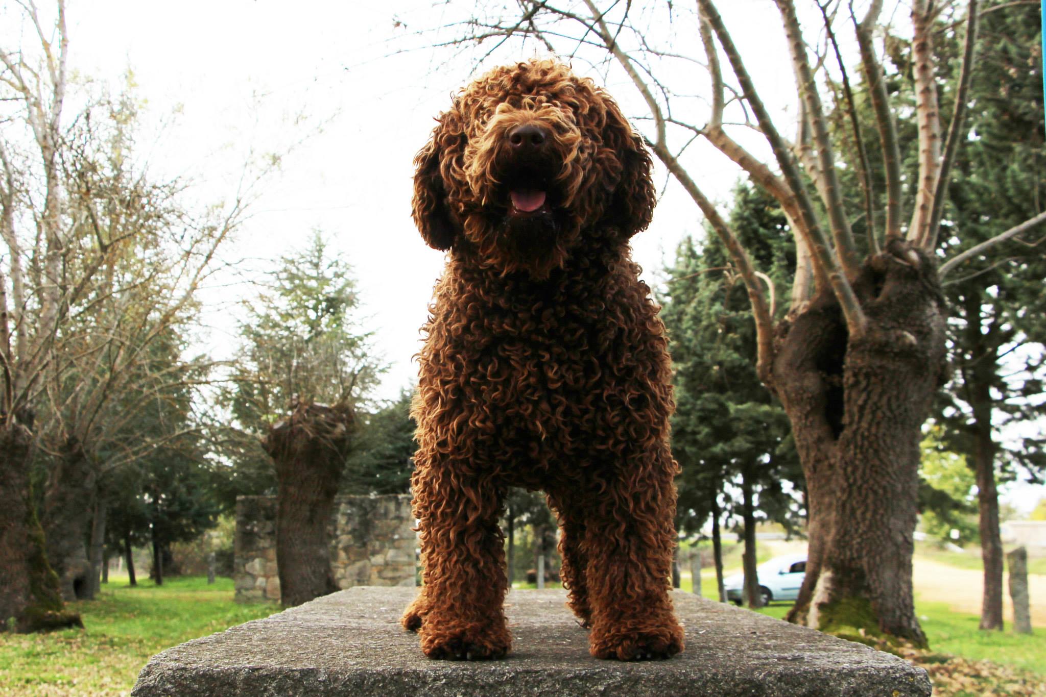 Bimba