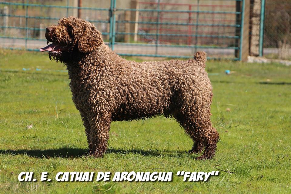 Ch. Catuai de Aronagua
