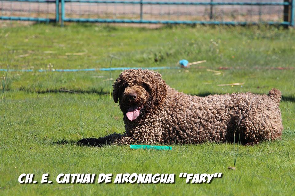 Ch. Catuai de Aronagua