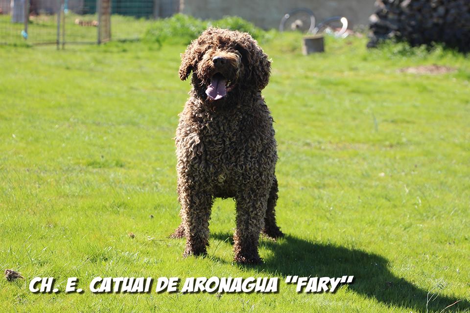 Ch. Catuai de Aronagua