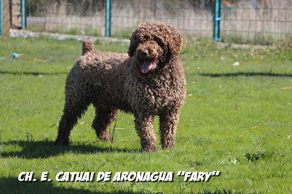 Ch. Catuai de Aronagua