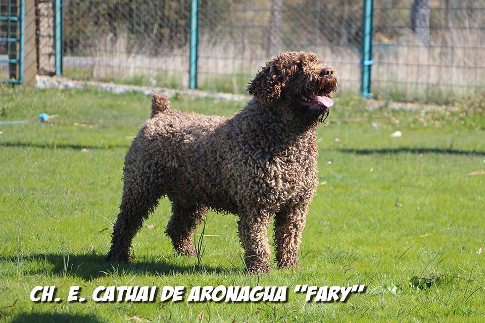 Ch. Catuai de Aronagua