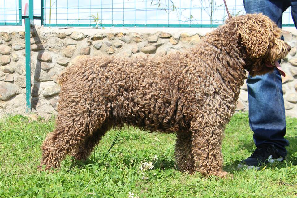 Curripi del Morruo