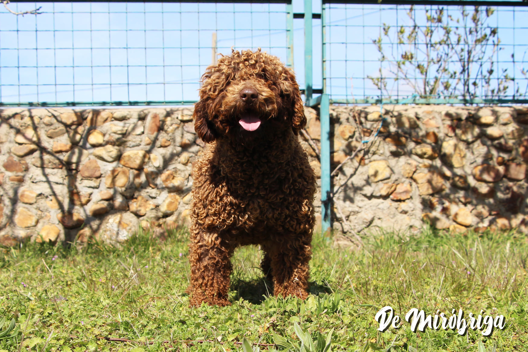 Zara Perro Agua Espanol 11
