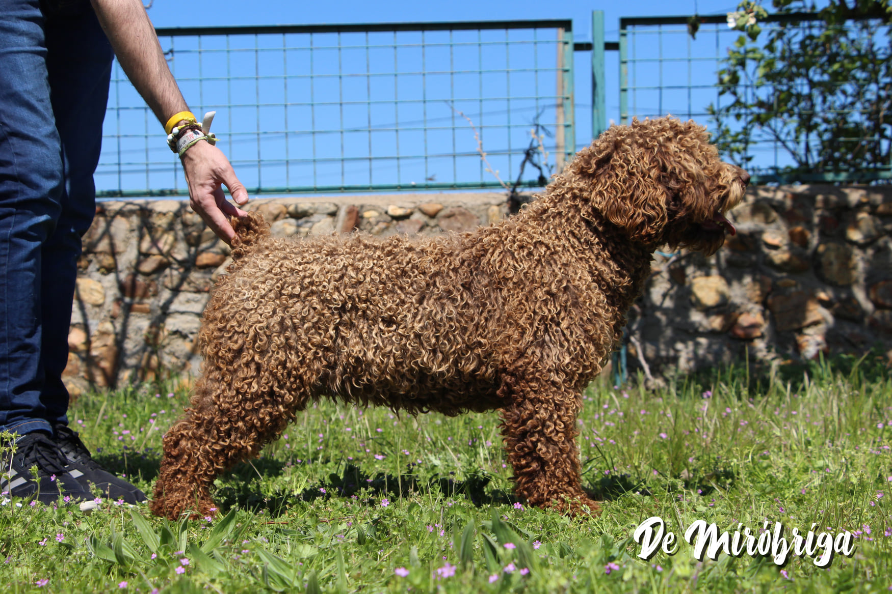 Zara Perro Agua Espanol 5
