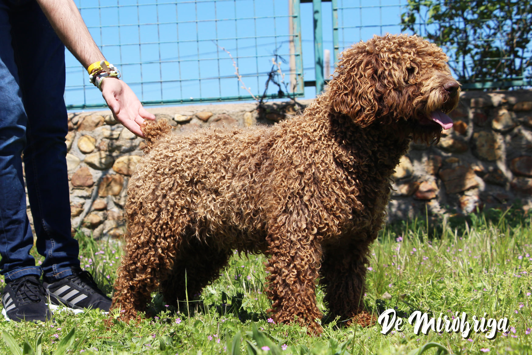 Zara Perro Agua Espanol 7