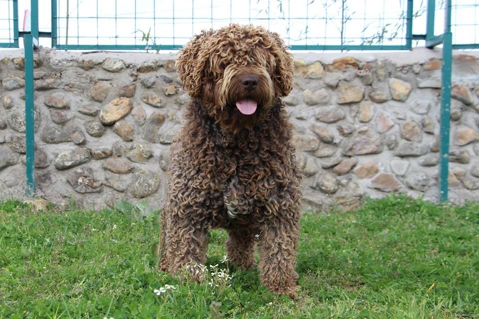 Criadero Perro de Agua Español De Miróbriga