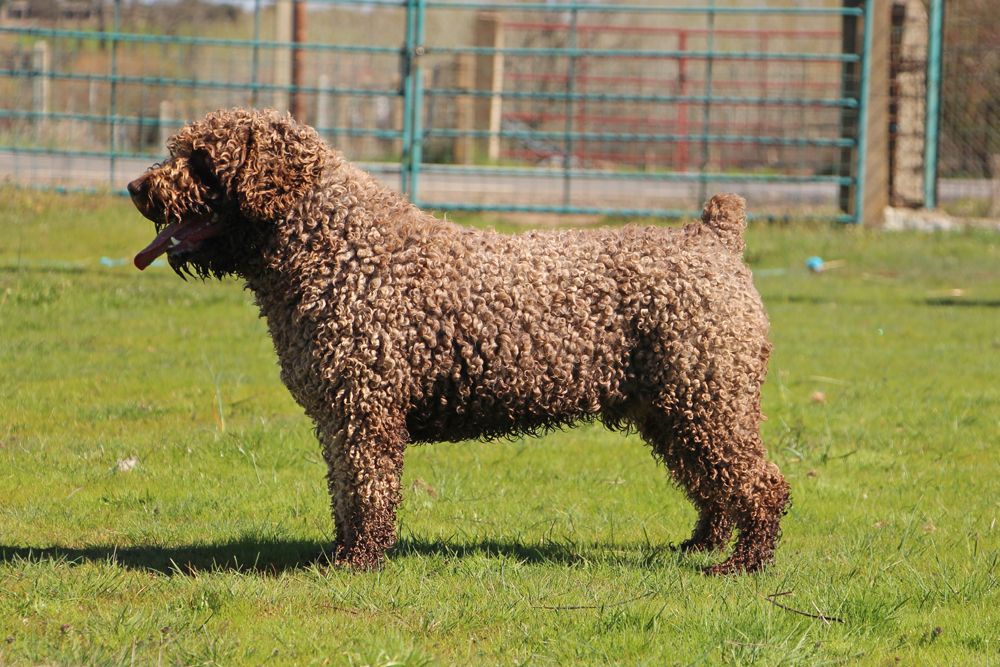 Criadero Perro de Agua Español De Miróbriga