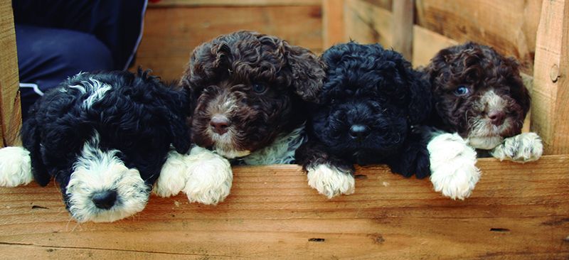 Cachorros perro de agua español