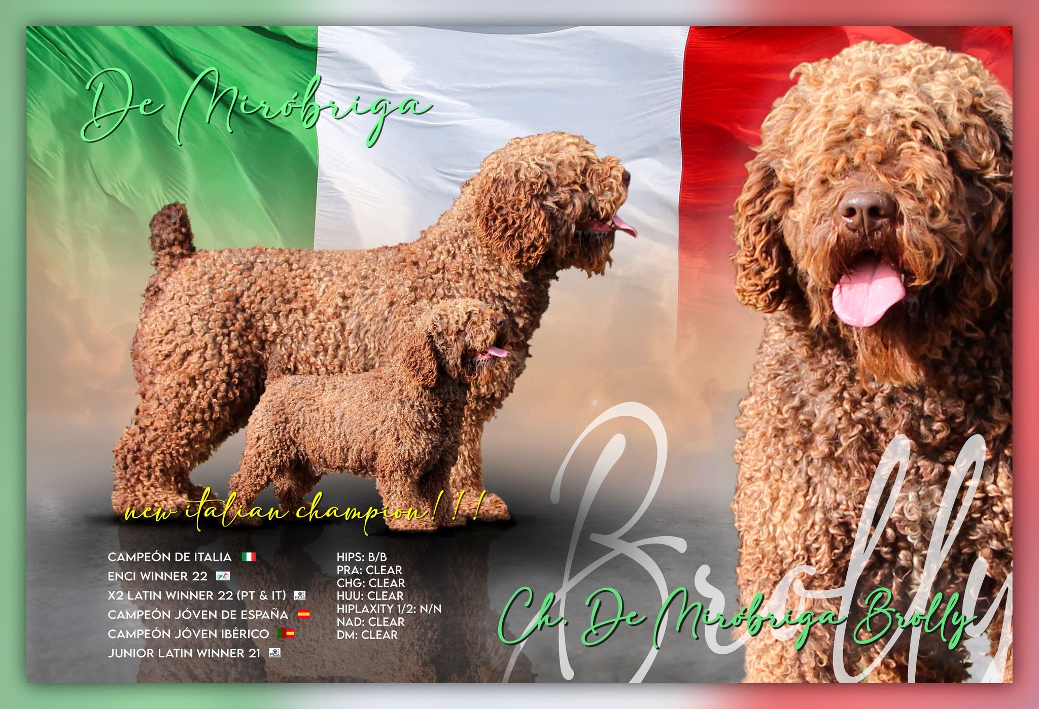 De Mirobriga Brolly. Perro de Agua Español. Campeón de Belleza.