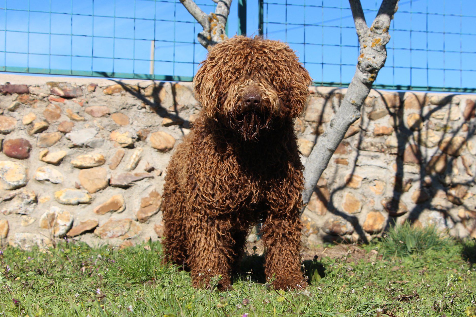 de Miróbriga JULIANNE, perro de agua español