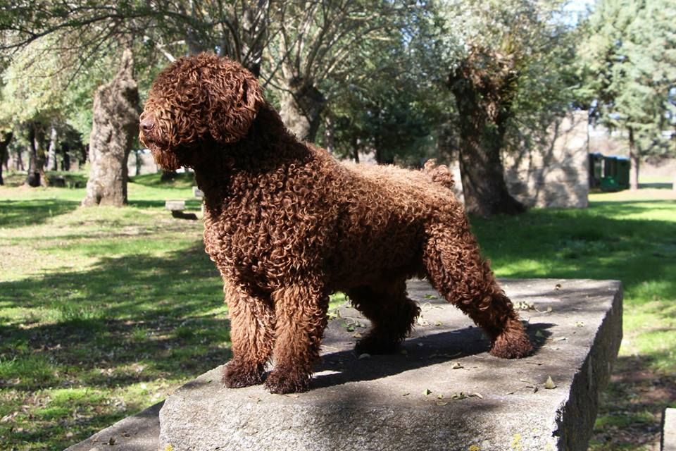 Criadero Perro de Agua Español De Miróbriga