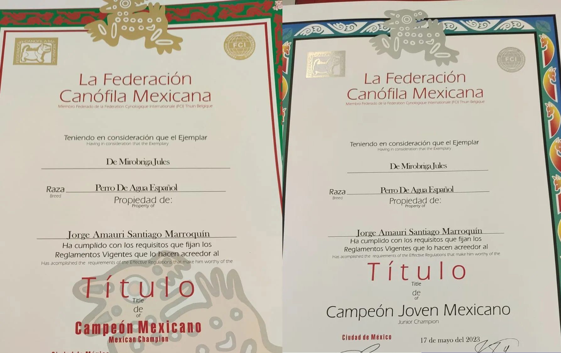 De Miróbriga Jules, Perro de Agua Español Campeón de belleza
