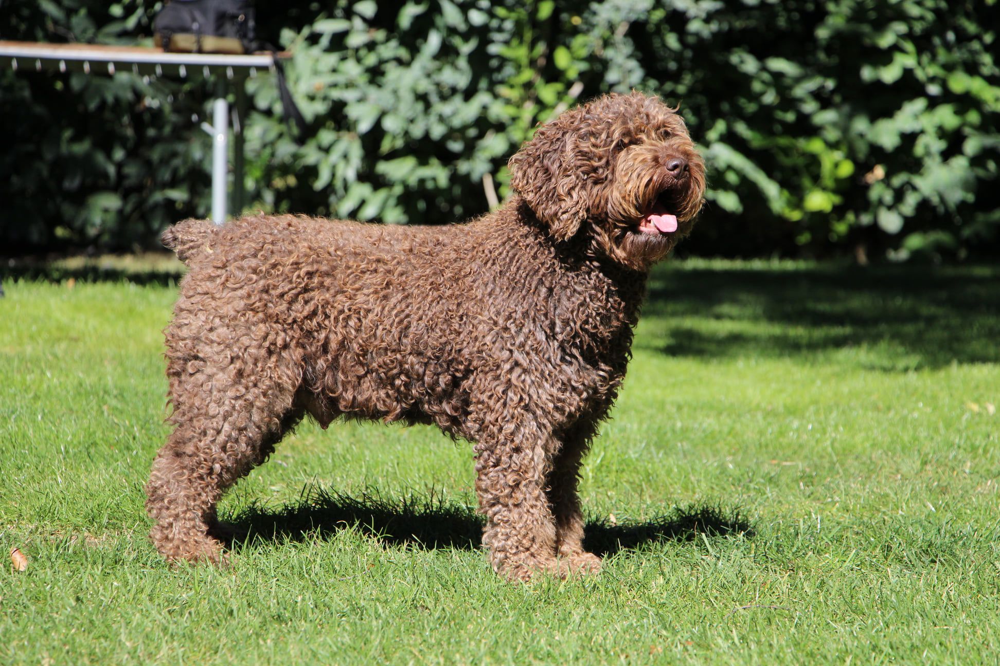 De Miróbriga Monchita, perro de agua español